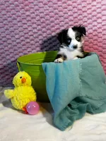 Paris, a female Toy Australian Shepherd for sale in Stockton, UT – Photo 2 of 6