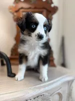 Paris, a female Toy Australian Shepherd for sale in Stockton, UT – Photo 1 of 6
