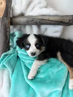 Paris, a female Toy Australian Shepherd for sale in Stockton, UT – Photo 5 of 6
