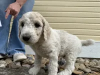 Tubby , a male Poodle - Multi-Colored Standard for sale in Sturgis, SD – 2 of 5