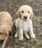 Cream Sickle (orange collar) purebred poodle or mystery doodle, a male Poodle - Multi-Colored Standard for sale in Sturgis, SD – 1 of 1