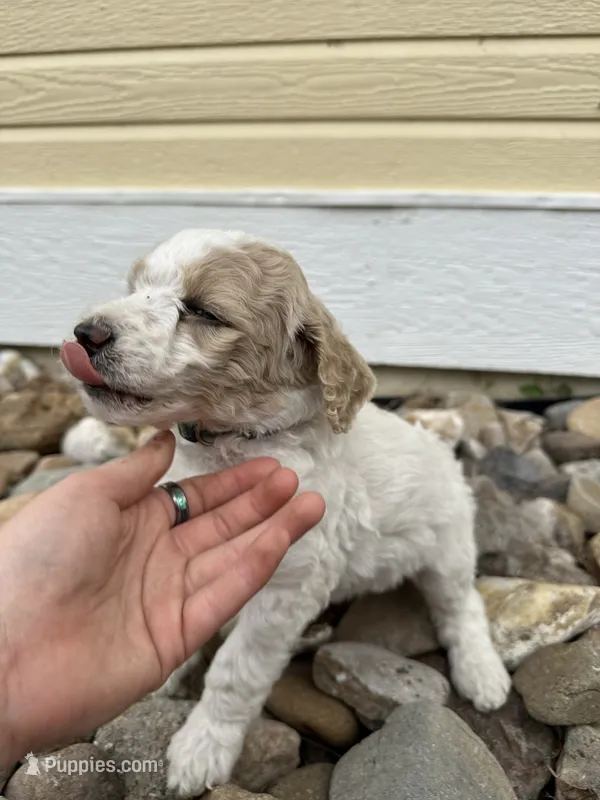 Teal - purebred standard poodle – Poodle - Multi-Colored Standard puppy for sale in Sturgis, SD