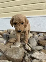 Puppy tan collar, a female Poodle - Standard  for sale in Sturgis, SD – 3 of 7