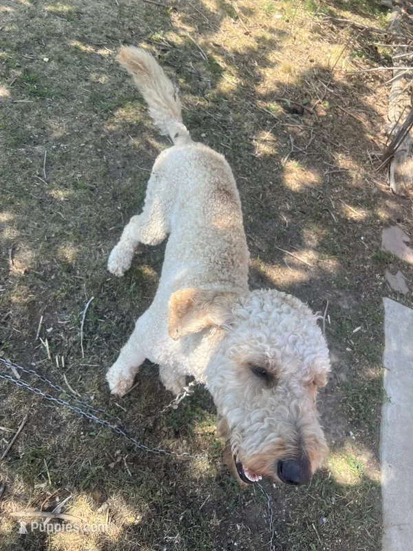 Blue – Poodle - Multi-Colored Standard, Poodle - Standard  puppy for sale in Sturgis, SD