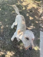 Blue, a male Poodle - Multi-Colored Standard and Poodle - Standard  for sale in Sturgis, SD – 1 of 5