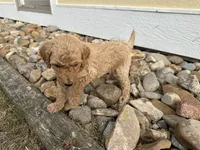 Puppy tan collar, a female Poodle - Standard  for sale in Sturgis, SD – 2 of 7