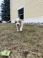 Teal - purebred standard poodle, a female Poodle - Multi-Colored Standard for sale in Sturgis, SD – 6 of 8