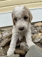 Teal - purebred standard poodle, a female Poodle - Multi-Colored Standard for sale in Sturgis, SD – 7 of 8