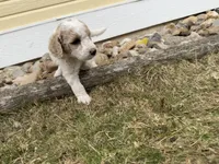 Teal - purebred standard poodle, a female Poodle - Multi-Colored Standard for sale in Sturgis, SD – 8 of 8