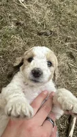 Teal - purebred standard poodle, a female Poodle - Multi-Colored Standard for sale in Sturgis, SD – 2 of 8