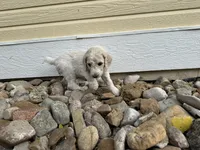 Tubby , a male Poodle - Multi-Colored Standard for sale in Sturgis, SD – 3 of 5