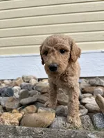 Puppy tan collar, a female Poodle - Standard  for sale in Sturgis, SD – 6 of 7