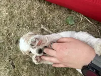 Teal - purebred standard poodle, a female Poodle - Multi-Colored Standard for sale in Sturgis, SD – 4 of 8