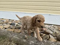 Puppy tan collar, a female Poodle - Standard  for sale in Sturgis, SD – 4 of 7