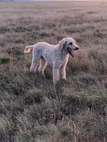 Blue, a male Poodle - Multi-Colored Standard and Poodle - Standard  for sale in Sturgis, SD – 2 of 5
