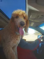 Puppy tan collar, a female Poodle - Standard  for sale in Sturgis, SD – 8 of 10