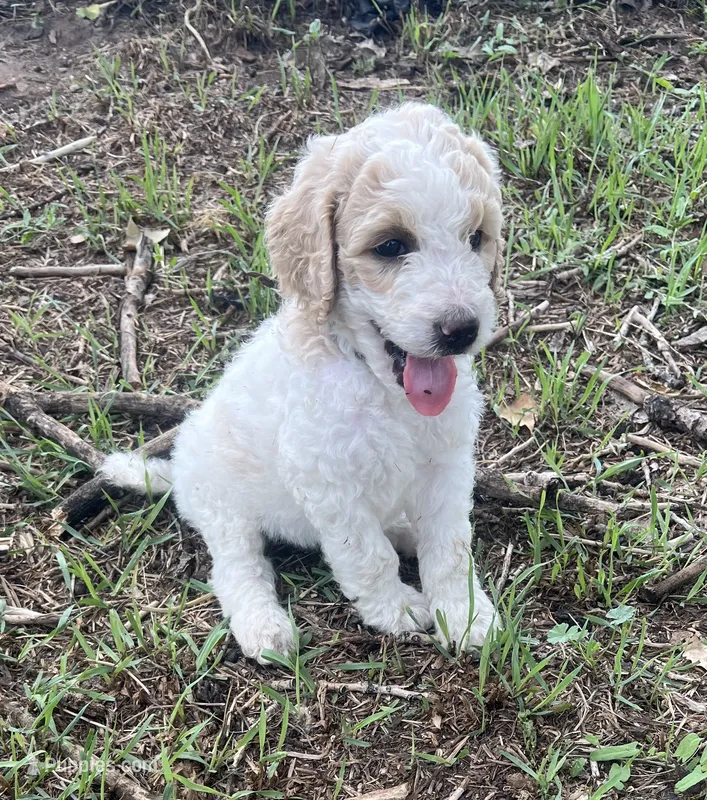 Teal - purebred standard poodle or possible doodle – Poodle - Multi-Colored Standard puppy for sale in Sturgis, SD
