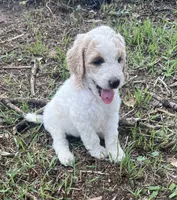 Teal - purebred standard poodle or possible doodle, a female Poodle - Multi-Colored Standard for sale in Sturgis, SD – 1 of 1