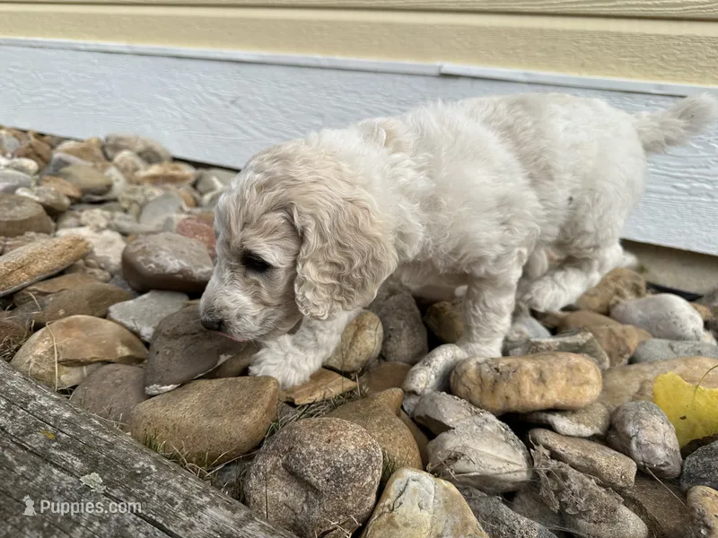 Tubby  – Poodle - Multi-Colored Standard puppy for sale in Sturgis, SD