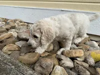 Tubby , a male Poodle - Multi-Colored Standard for sale in Sturgis, SD – 1 of 5