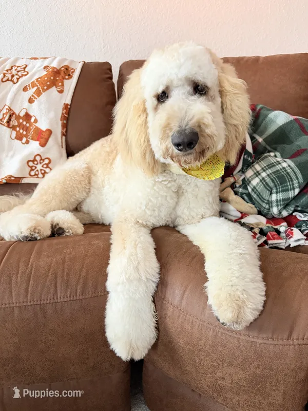Blue - the hard work is done  – Poodle - Multi-Colored Standard puppy for sale in Sturgis, SD