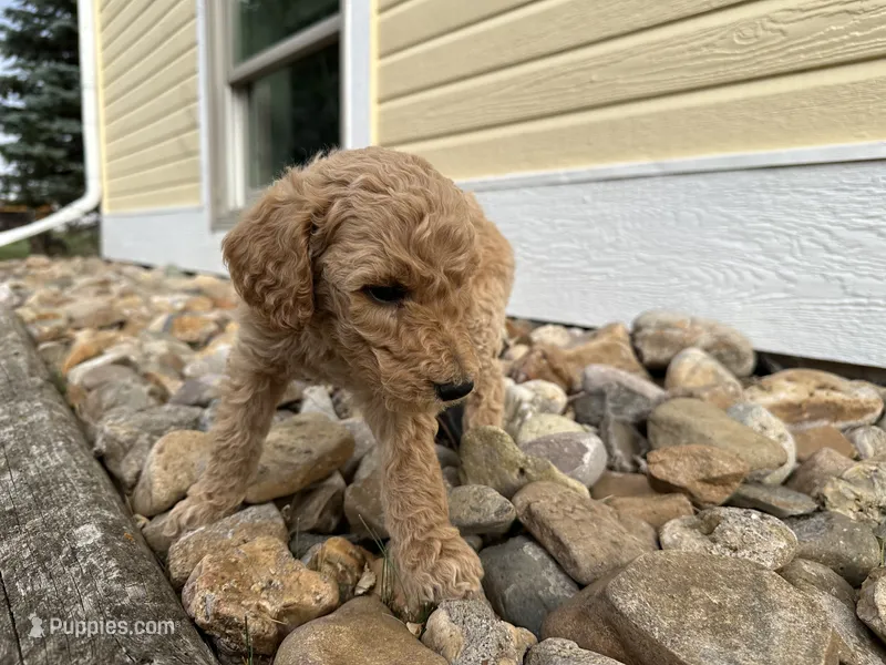 Puppy tan collar – Poodle - Standard  puppy for sale in Sturgis, SD