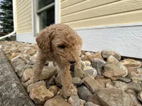 Puppy tan collar, a female Poodle - Standard  for sale in Sturgis, SD – 5 of 7