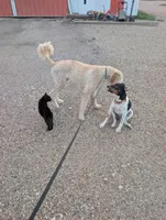 Blue, a male Poodle - Multi-Colored Standard and Poodle - Standard  for sale in Sturgis, SD – 3 of 5