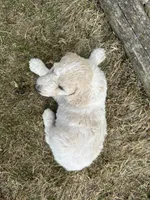 Tubby , a male Poodle - Multi-Colored Standard for sale in Sturgis, SD – 4 of 5