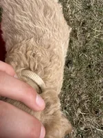 Puppy tan collar, a female Poodle - Standard  for sale in Sturgis, SD – 7 of 7