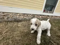 Teal - purebred standard poodle, a female Poodle - Multi-Colored Standard for sale in Sturgis, SD – 5 of 8