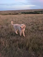 Blue, a male Poodle - Multi-Colored Standard and Poodle - Standard  for sale in Sturgis, SD – 4 of 5