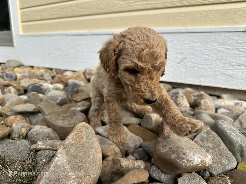 Puppy tan collar – Poodle - Standard  puppy for sale in Sturgis, SD