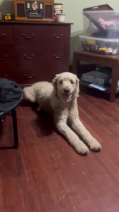 Puppy tan collar, a female Poodle - Standard  for sale in Sturgis, SD – 10 of 10