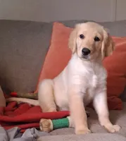 Dotty, a female Golden Retriever for sale in Gamewell, NC – 3 of 6