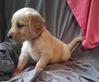 Luna, a female Golden Retriever for sale in Gamewell, NC – 3 of 4