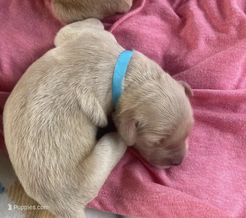 Hope – Golden Retriever puppy for sale in Gamewell, NC