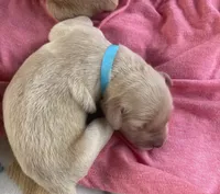 Hope, a female Golden Retriever for sale in Gamewell, NC – 1 of 3