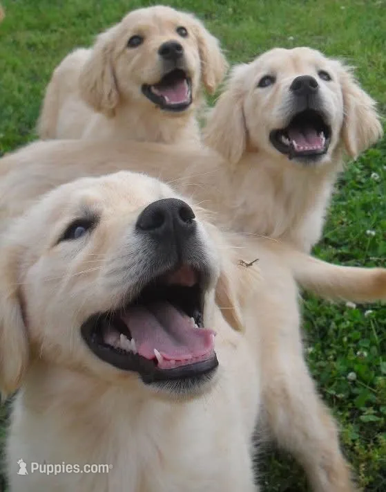 Luna – Golden Retriever puppy for sale in Gamewell, NC