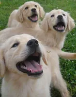 Luna, a female Golden Retriever for sale in Gamewell, NC – 1 of 1