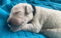 Dewey , a male Golden Retriever for sale in Gamewell, NC – 4 of 7
