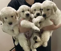 New arrivals , a female Golden Retriever for sale in Gamewell, NC – 2 of 2