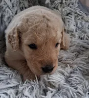 Daisy , a female Golden Retriever for sale in Gamewell, NC – 1 of 7
