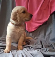 Luna, a female Golden Retriever for sale in Gamewell, NC – 4 of 4