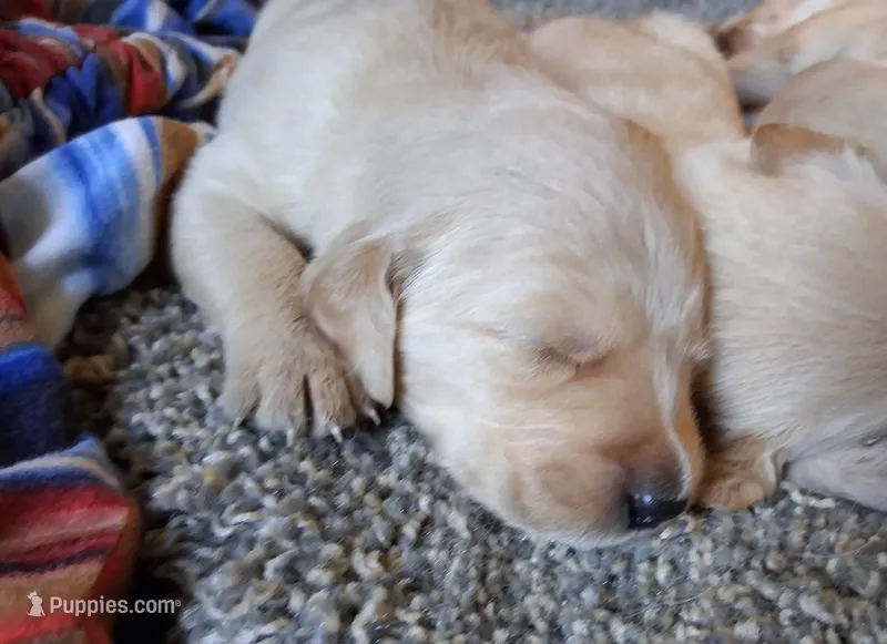 Hope – Golden Retriever puppy for sale in Gamewell, NC