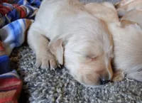 Hope, a female Golden Retriever for sale in Gamewell, NC – 2 of 7