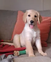 Dotty, a female Golden Retriever for sale in Gamewell, NC – 4 of 6