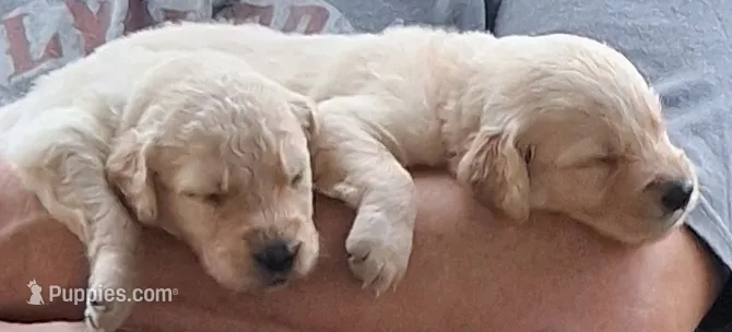Hope – Golden Retriever puppy for sale in Gamewell, NC