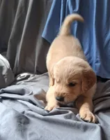 Dewey , a male Golden Retriever for sale in Gamewell, NC – 3 of 7