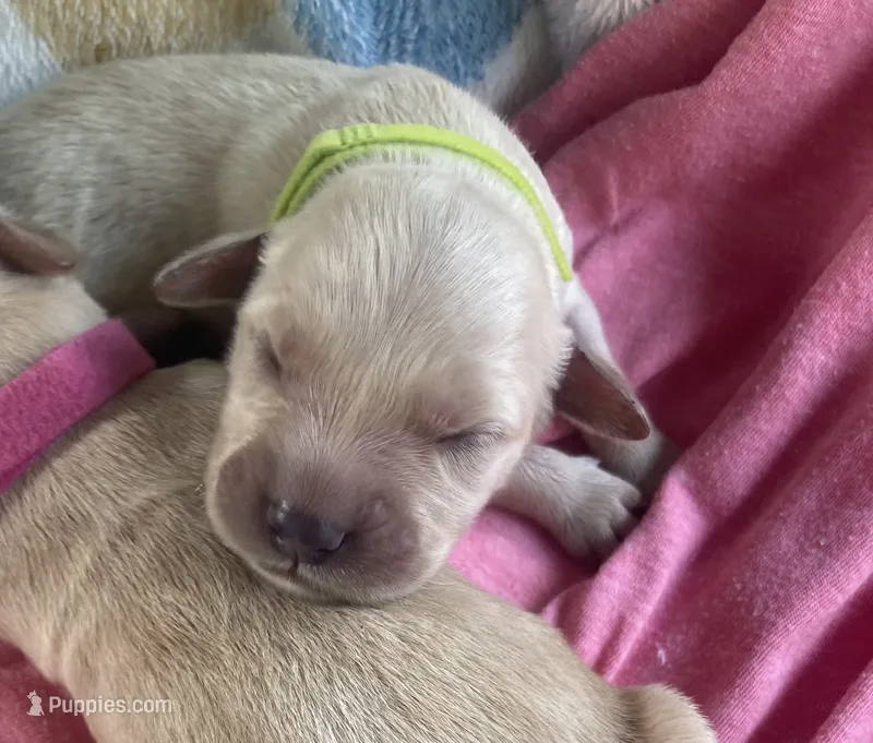 Daisy  – Golden Retriever puppy for sale in Gamewell, NC